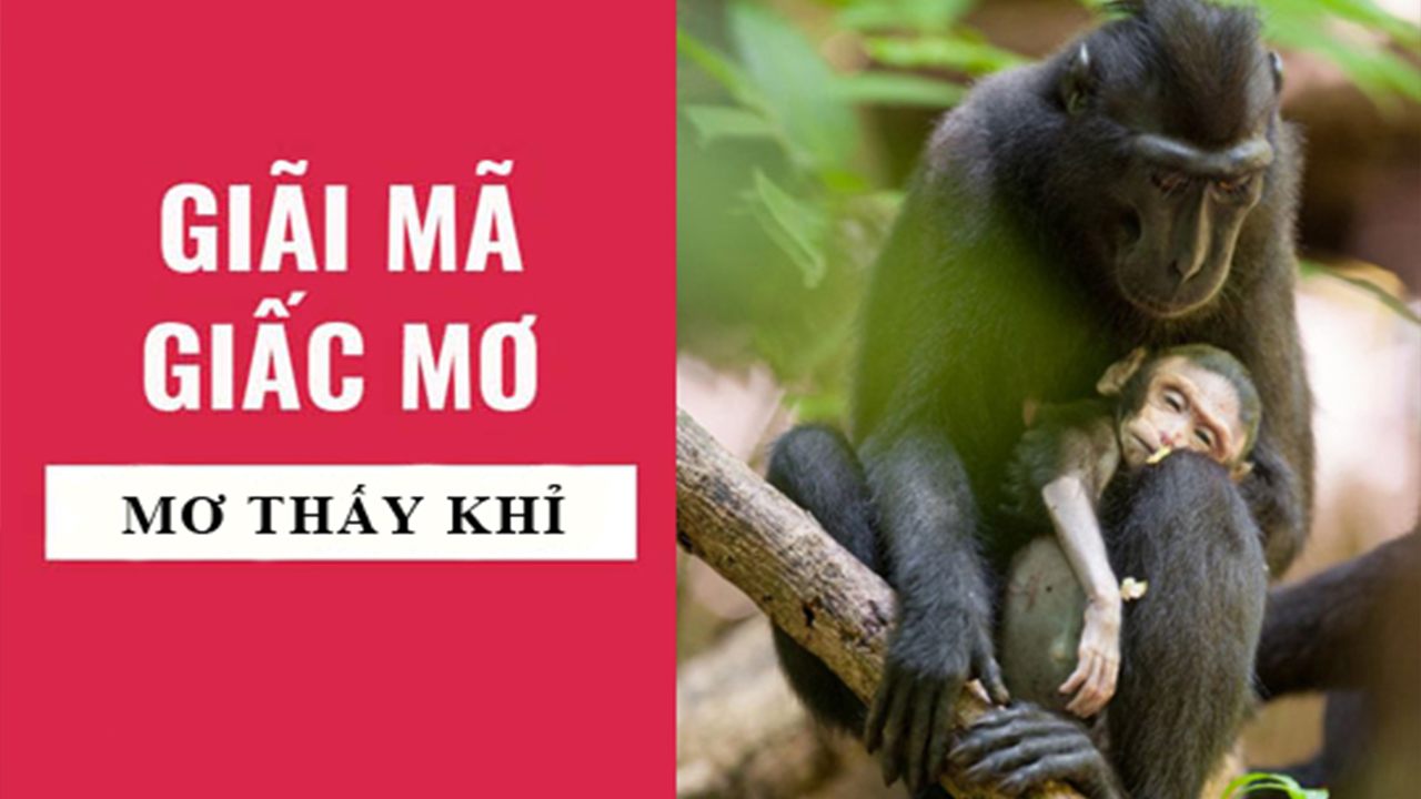 Giải mã giấc mơ thấy khỉ